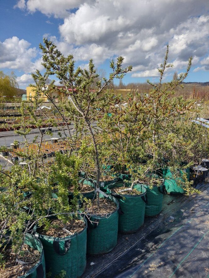 OKRRAROAP50 rakytník rešetliakový aromat airpot ker arbotaška