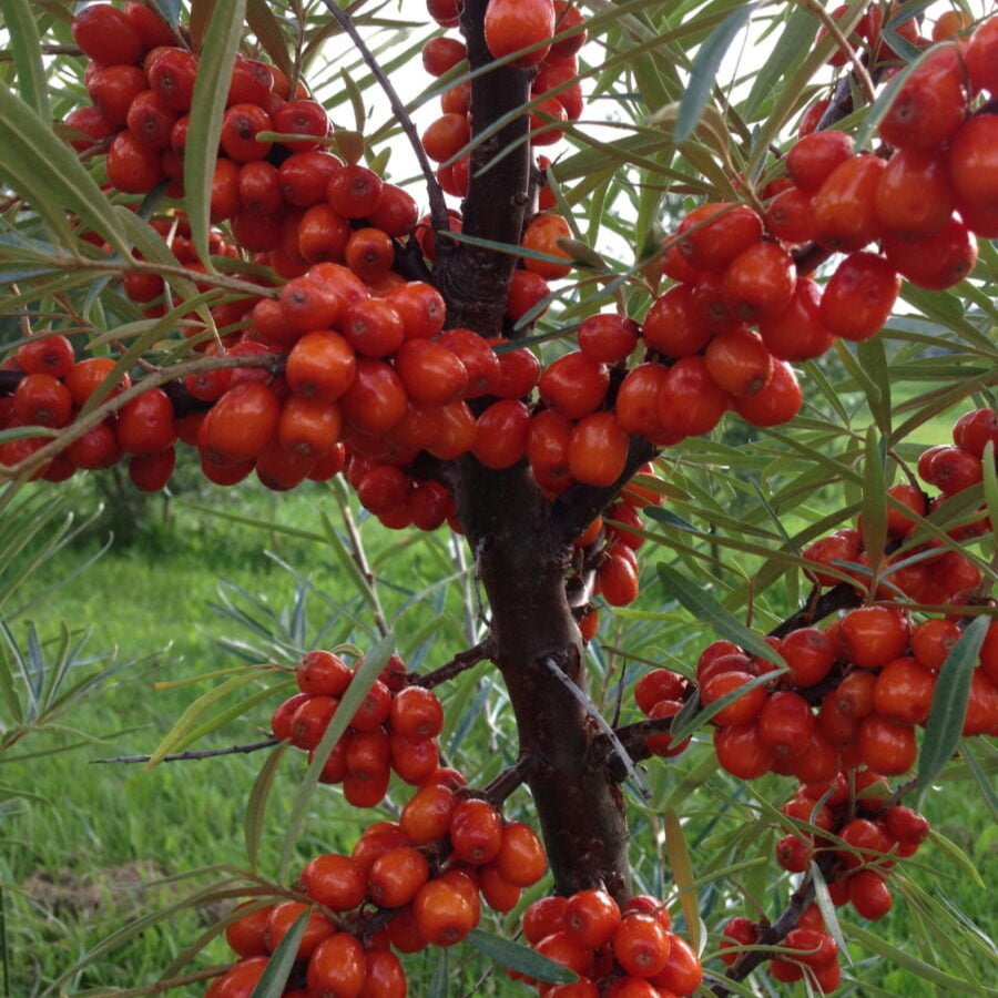 Rakytník rešetliakový Červená Pochodeň červené plody 