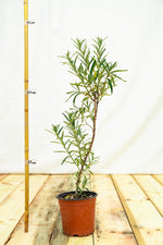 Rakytník rešetliakový Červená Pochodeň ker kontajner 