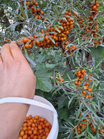 rakytník rešetliakový Krasavica oranžovočervené plody zber 