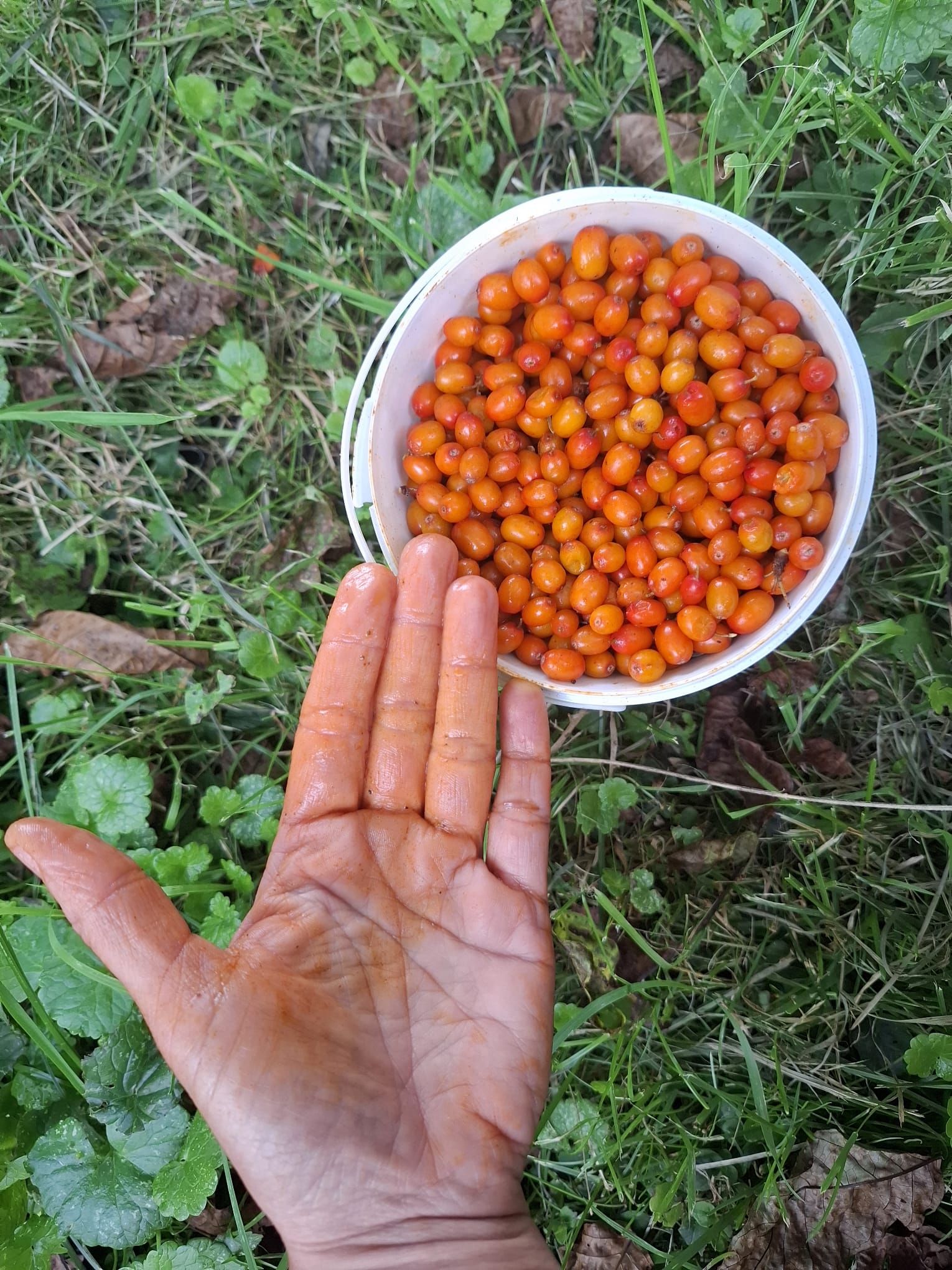 rakytník rešetliakový Krasavica oranžovočervené plody šťava