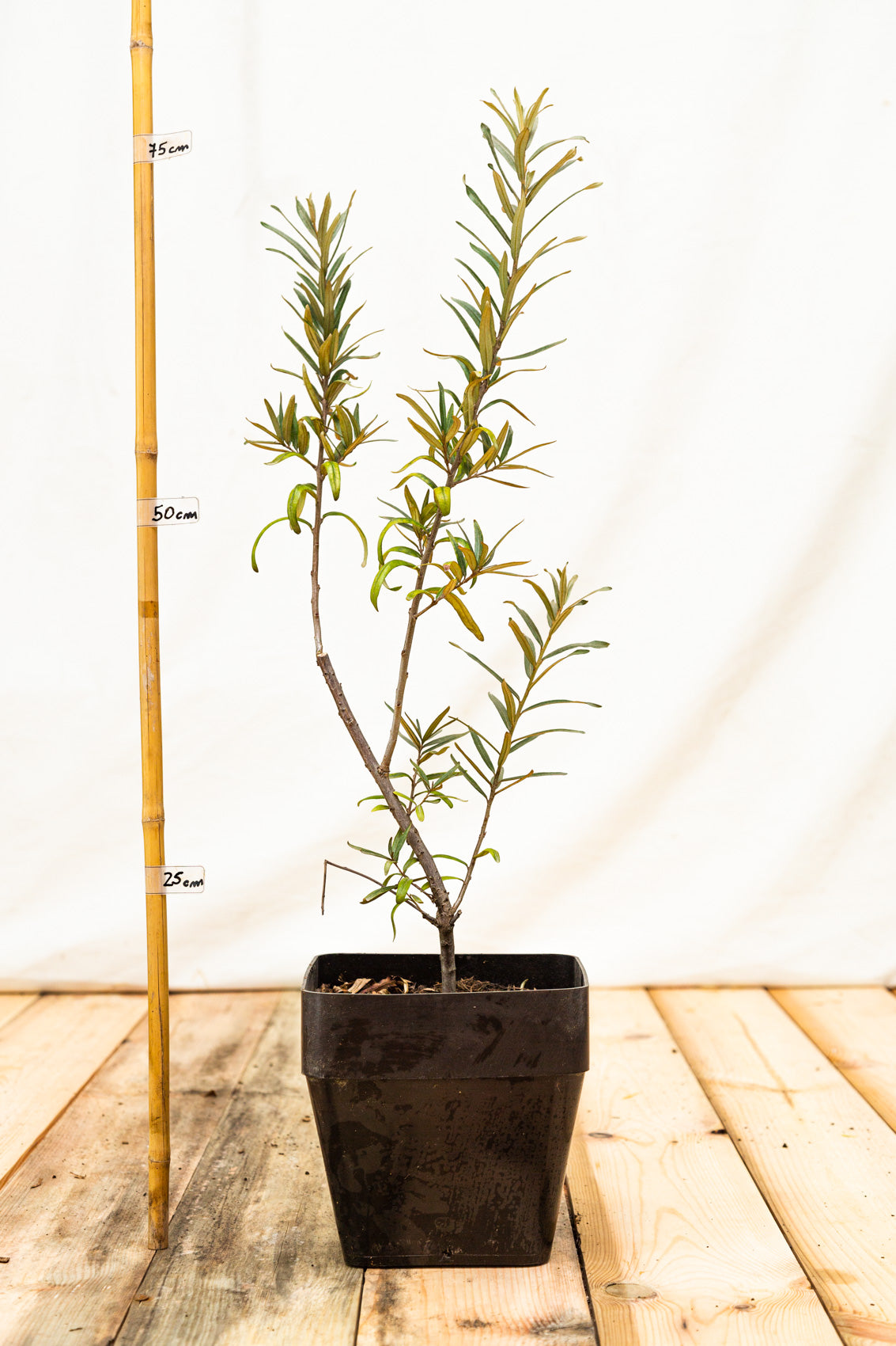 rakytník Krasavice ker kontajner		
OKRRKRAK