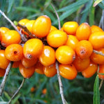 rakytník rešetliakový Leikora oranžové plody 