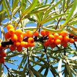 rakytník rešetliakový Sniečko plody