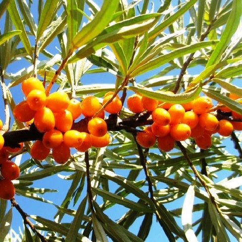 rakytník rešetliakový Sniečko plody