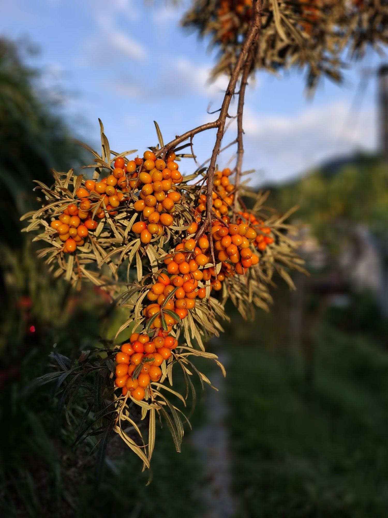 Rakytník řešetlákový Sluníčko