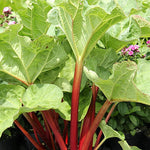 Rebarbora Canada Red listy a červené stonky  OBREBCRK