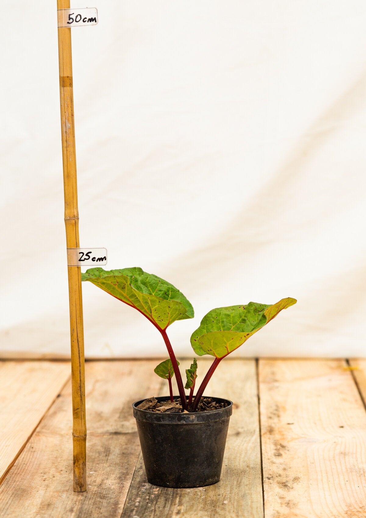 Rebarbora Canada Red kontajner OBREBCRK