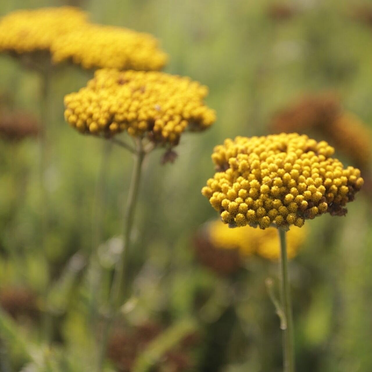 Rebríček túžobníkový Coronation Gold žlté kvety bylinka 	
TBRETUCOGOK