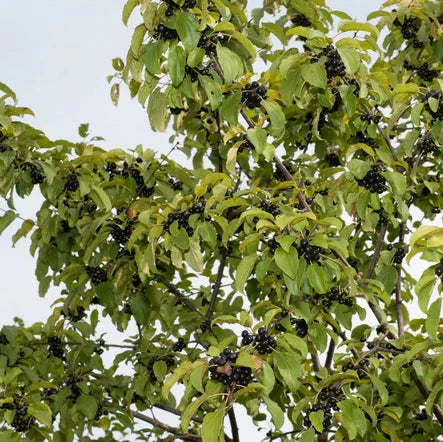 rešetliak prečisťujúci strom detail plody listnatý ker rhamnus cathartica