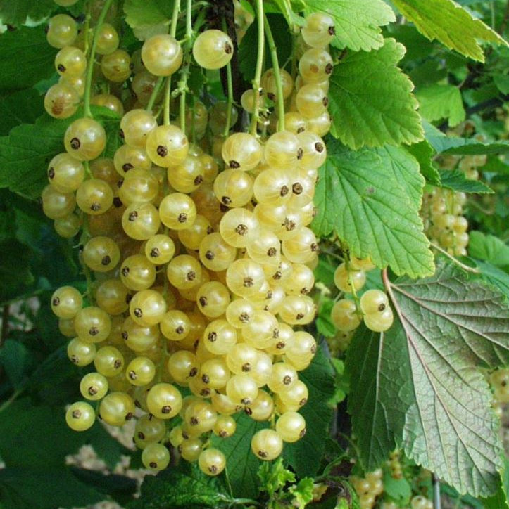 Ríbezľa biela Blanka plody detail ovocný ker