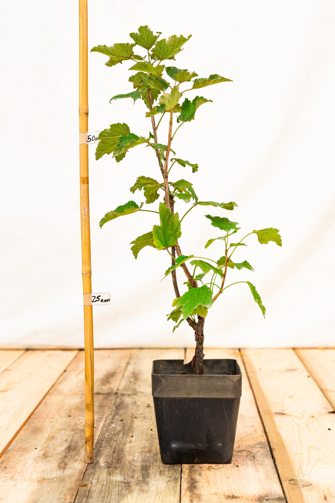 Ríbezľa biela Versailský Biely rastlina kontajner OKRBVERBK