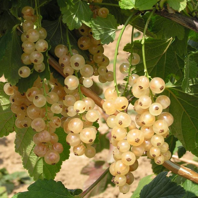 Ríbezľa biela Viktória plody detail ovocný ker