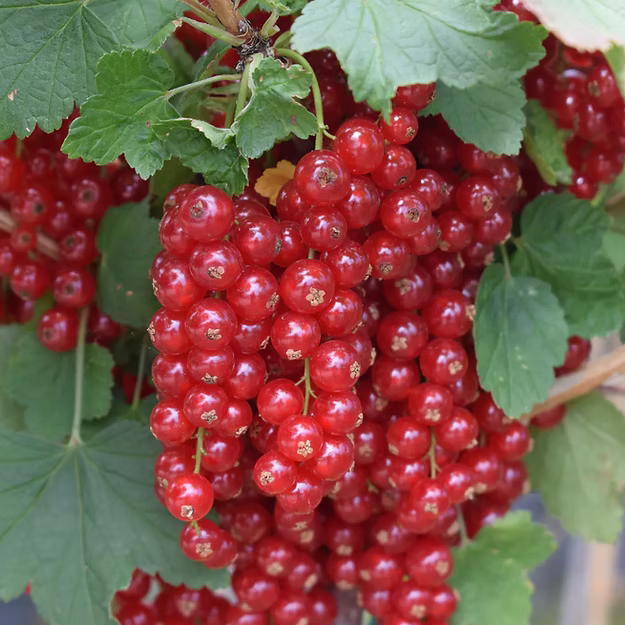 Ríbezľa červená Junifer detail plody