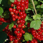 Ríbezľa červená Red Lake plody detail ovocný ker