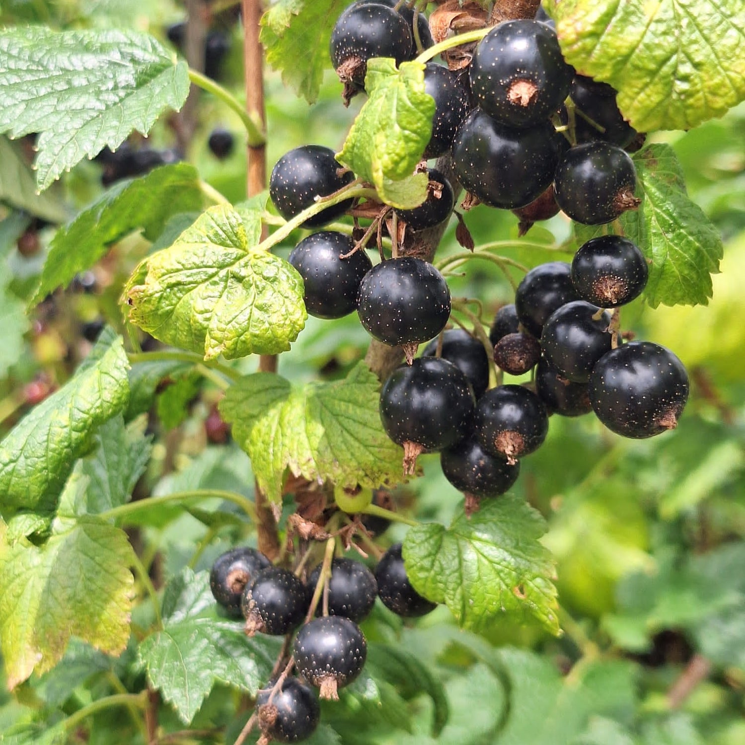 Ríbezľa čierna Eva plody detail