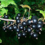 Ríbezľa čierna Jubilejnaja Kopanija plody detail ovocný ker