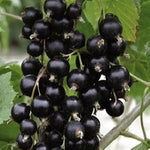 Ríbezľa čierna Titania plody detail ovocný ker