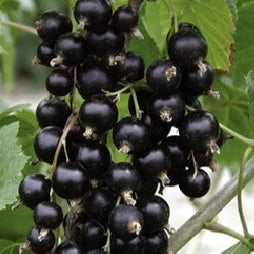 Ríbezľa čierna Titania plody detail ovocný ker