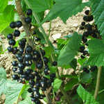 Ríbezľa čierna Triton plody detail ovocný ker