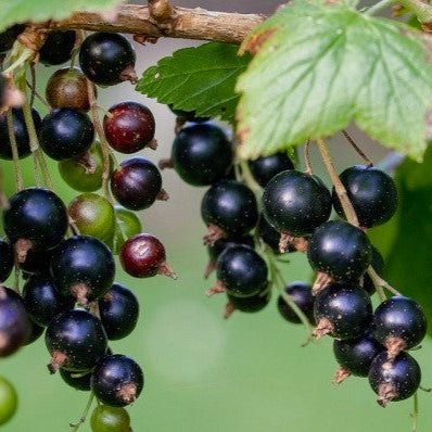 Ríbezľa čierna Viola plody detail ker