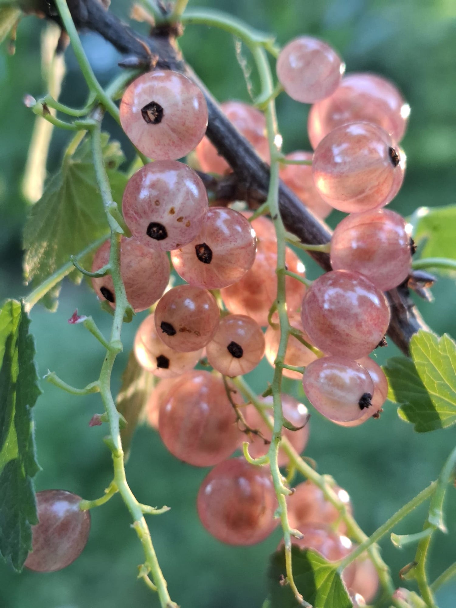 Ríbezľa ružová Lubawa plody detail strapec ríbezlí ovocný ker