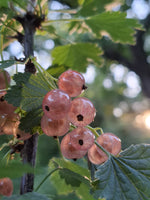 Ríbezľa ružová Lubawa plody detail ovocný ker