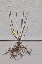 ríbezľa voľnokorenný