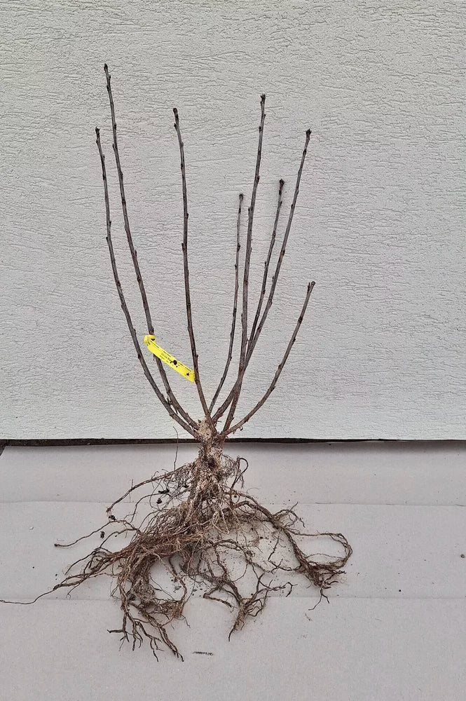 ríbezľa voľnokorenný