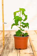 Ríbezľa čierna Triton rastlina kontajner OKRCTRITK