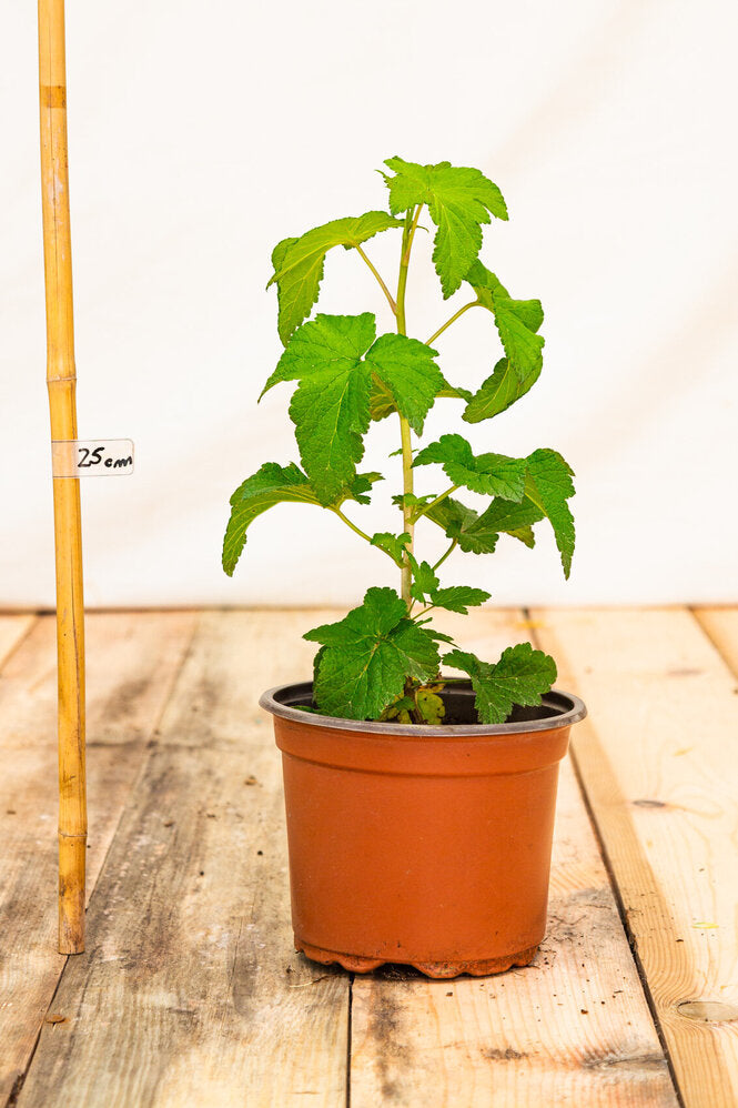 Ríbezľa čierna Triton rastlina kontajner OKRCTRITK