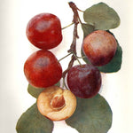 Ringlota Althanova plody detail