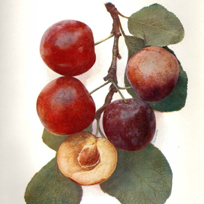 Ringlota Althanova plody detail