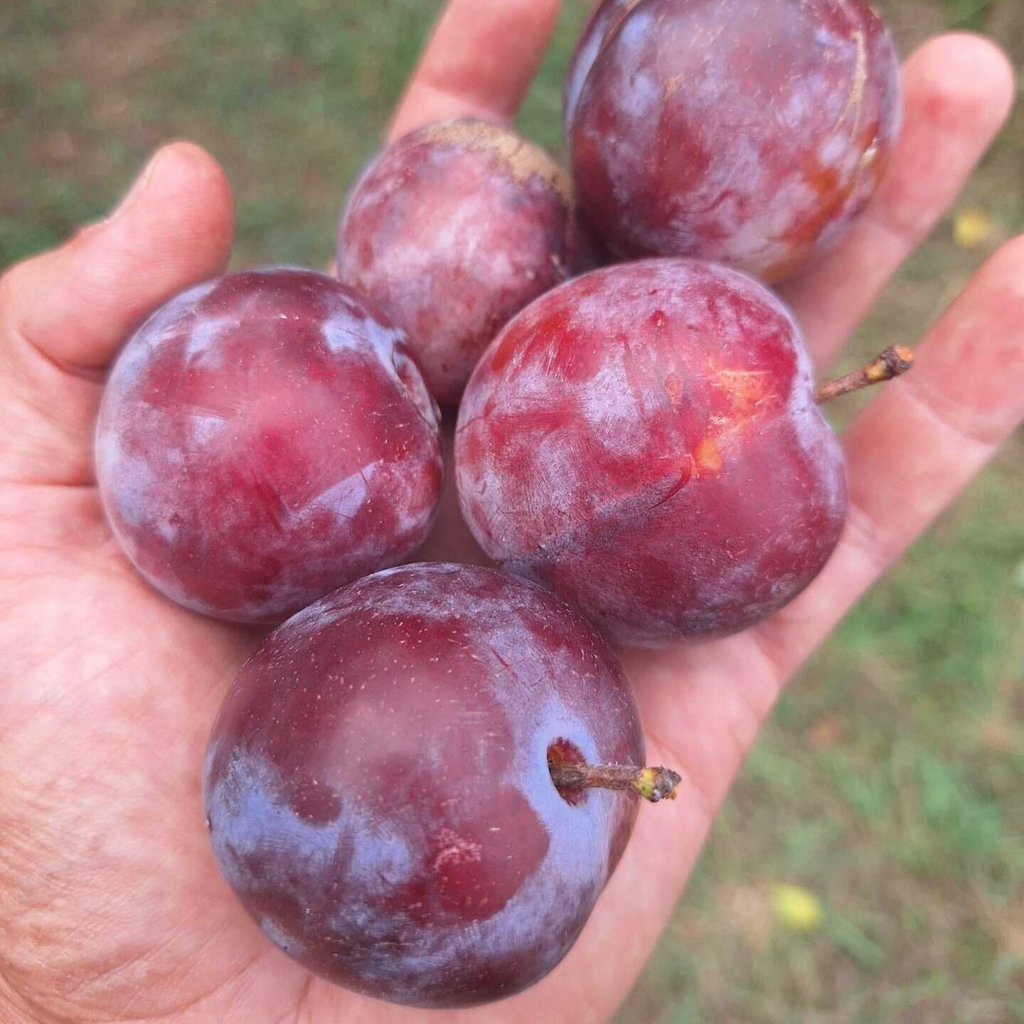 Ringlota Althanova plody detail