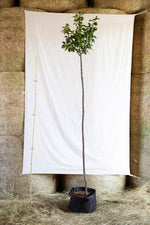 Ringlota Althanova strom airpot arbotaška