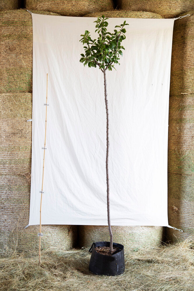 Ringlota Althanova strom airpot arbotaška