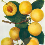 Ringlota Oulinská plody detail