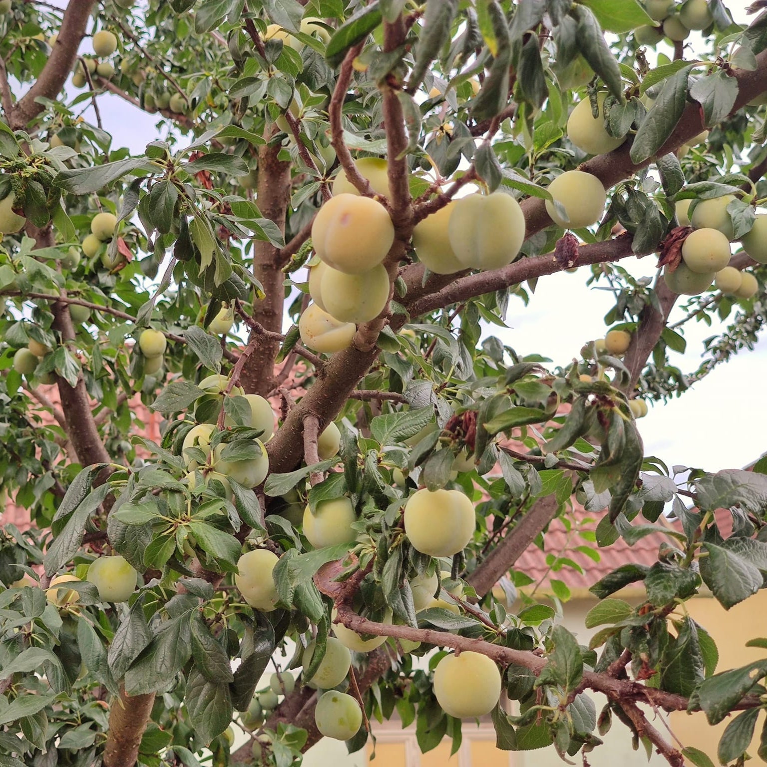 ringlota Oullinská plody na strome