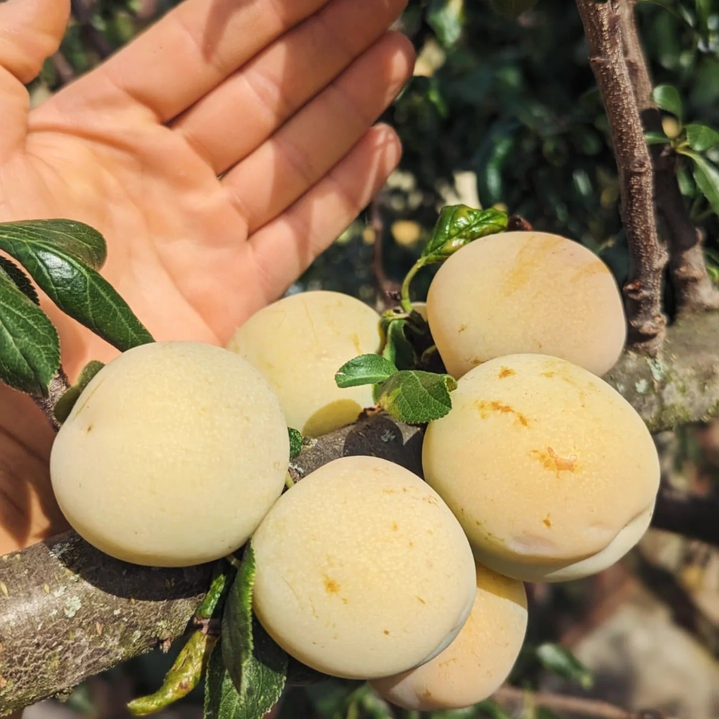 Renklóda Oullinská