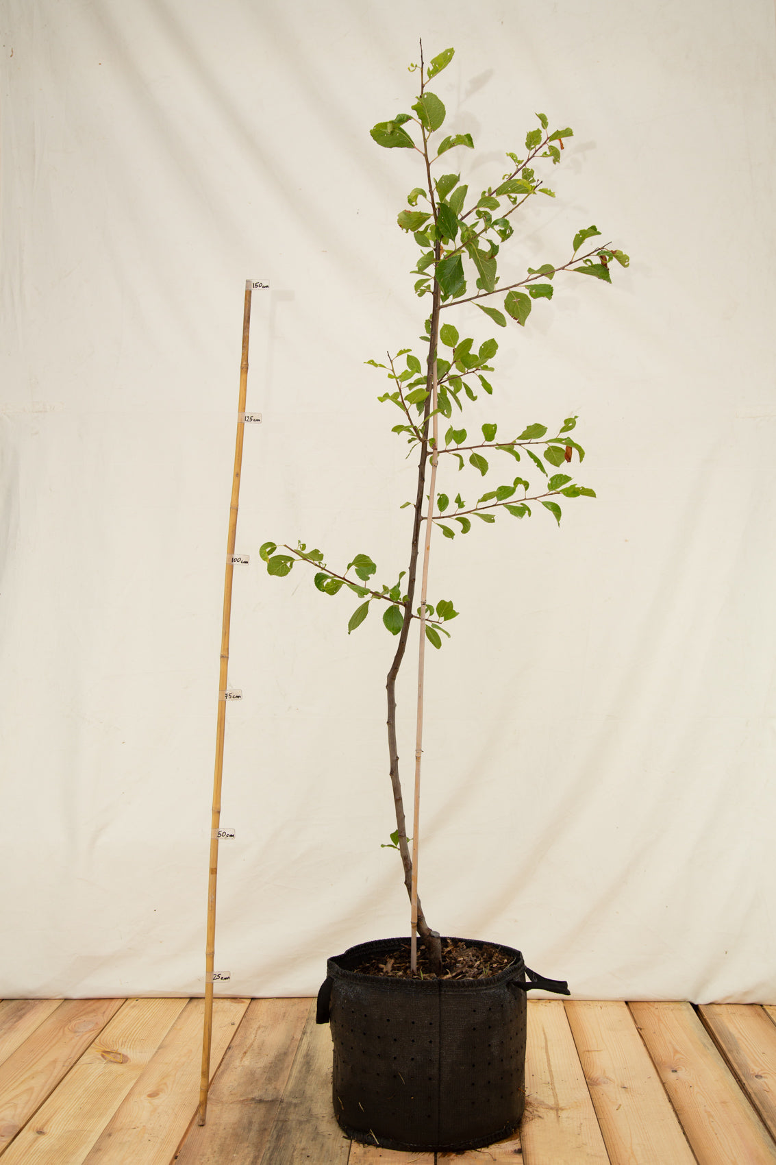 Ringlota Oullinská strom airpot arbotaška