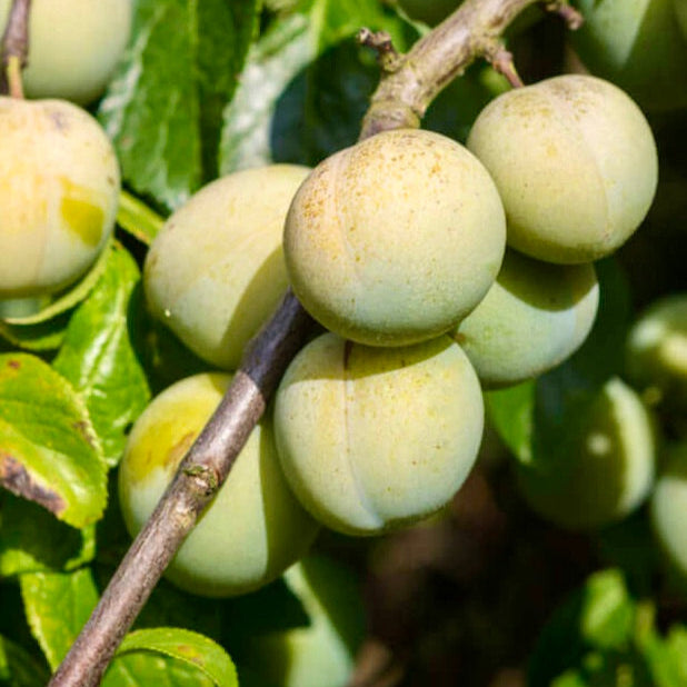 Ringlota Wazonova plody detail