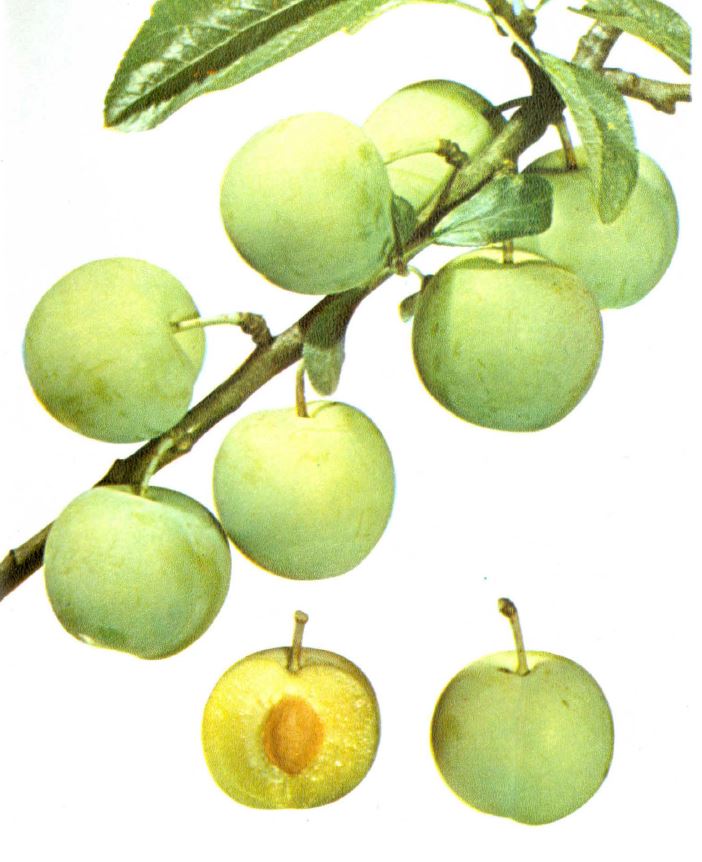 Ringlota Zelená plody detail