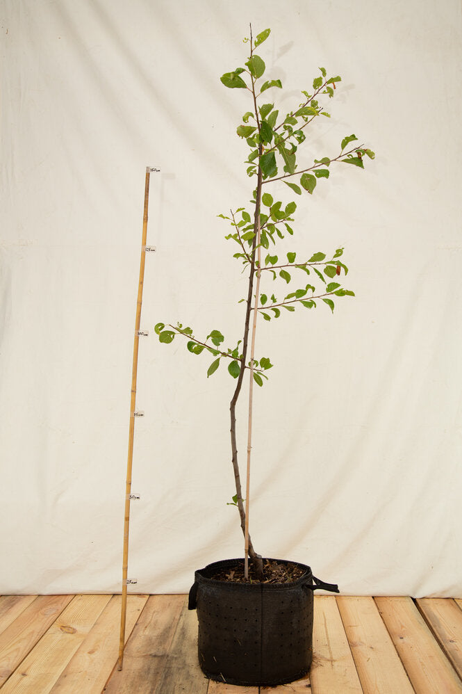 Ringlota Zelená strom airpot arbotaška