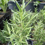 Rozmarín lekársky bylinka  OBRLEKK