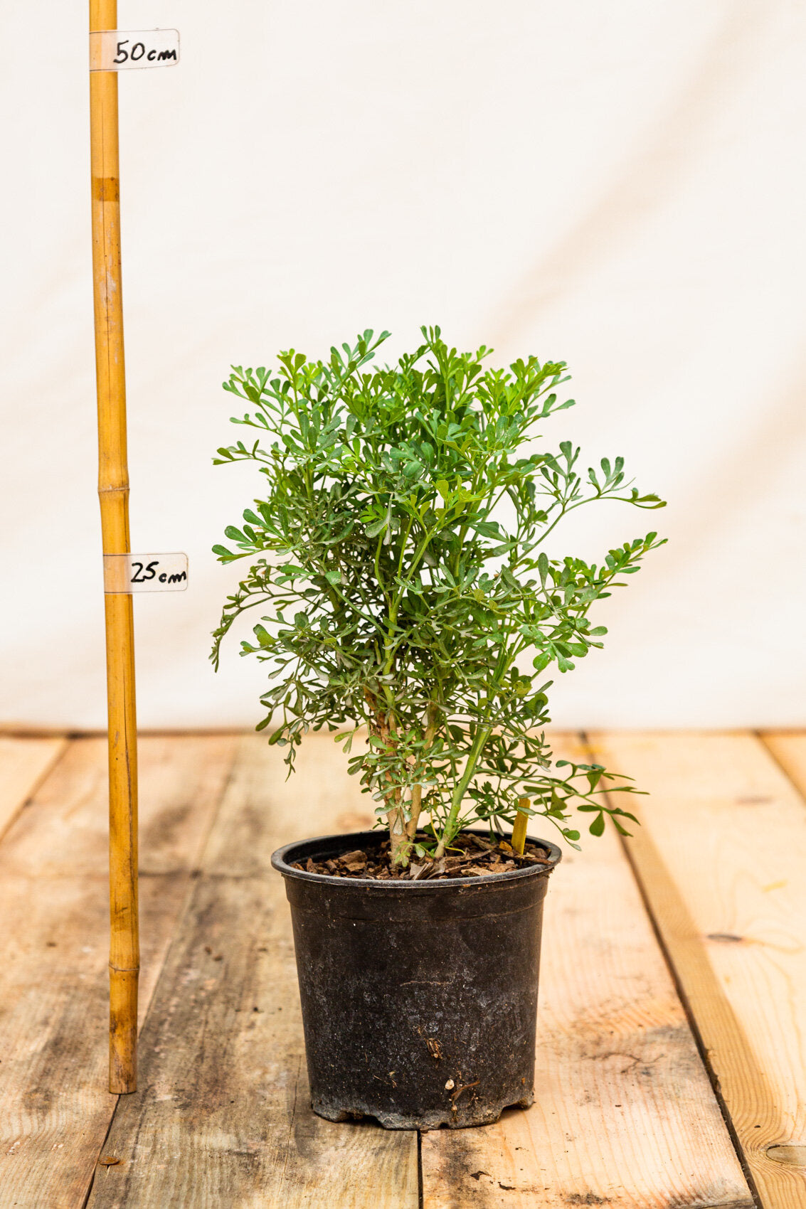 Ruta voňavá kontajner 		
OBRVONK