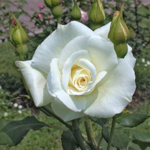 ruža biela virgo kvet