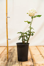ruža Virgo biela kontajner