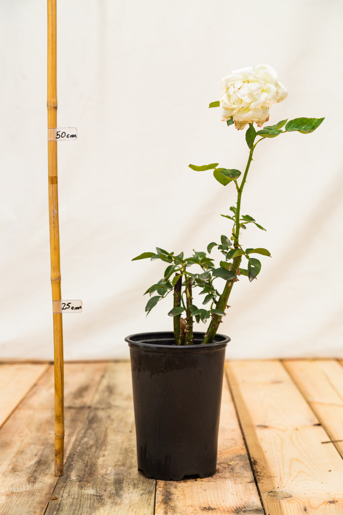 ruža Virgo biela kontajner