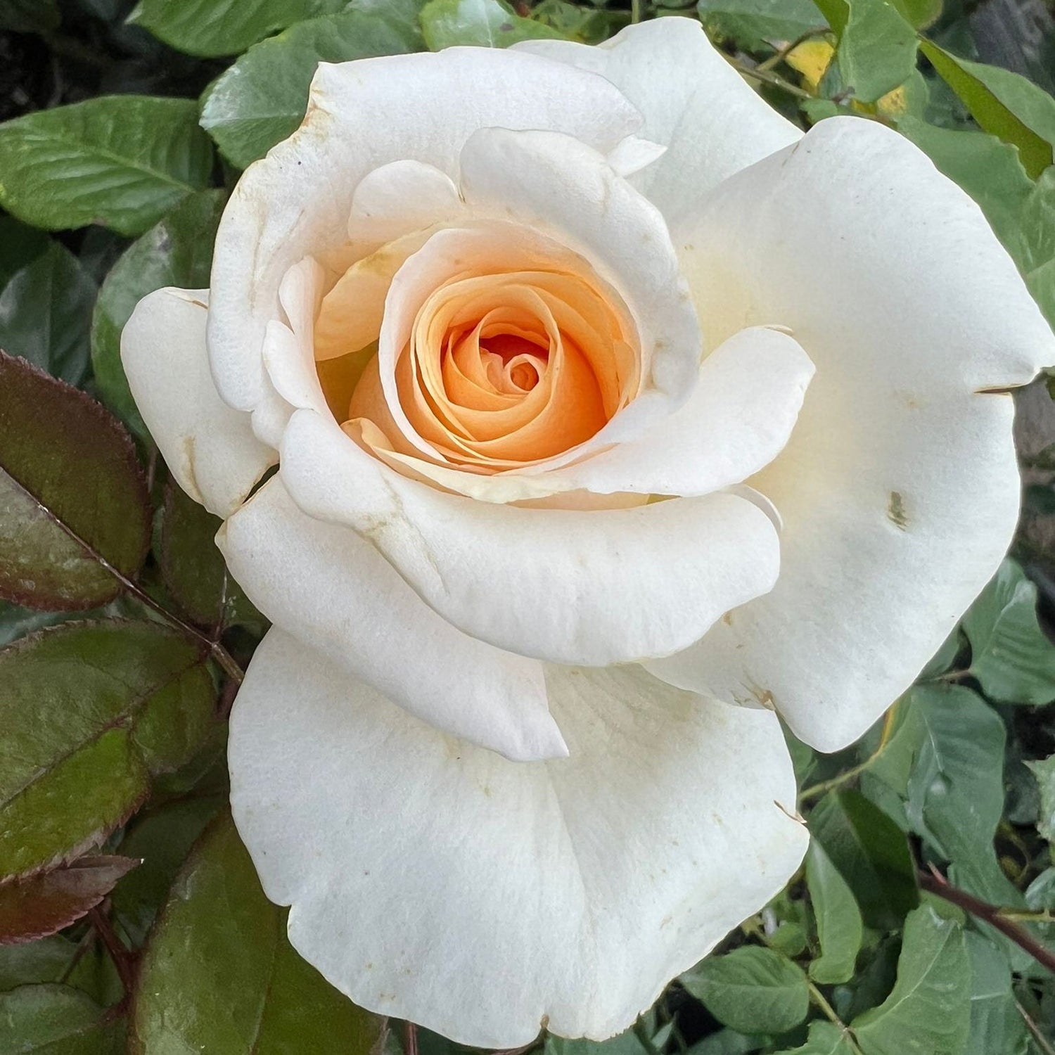 ruža commonwealth glory kvet krémový