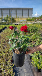 ruža Helmut kohl červený kvet kontajner